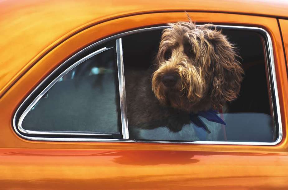 A hairy brown dog with its head out the window of an orange vehicle.