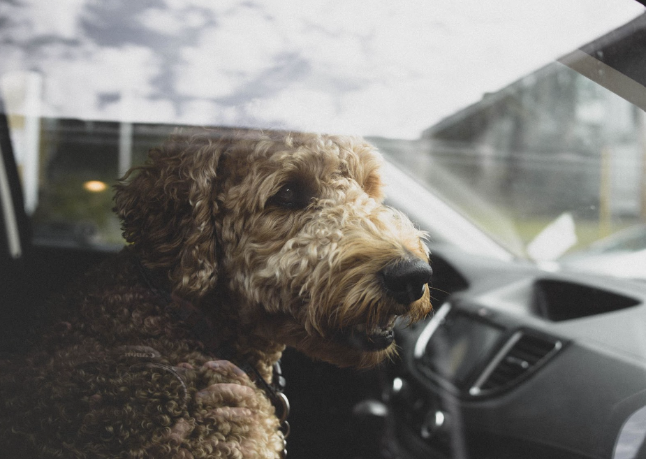 Natural Ways to Calm a Dog’s Car Anxiety