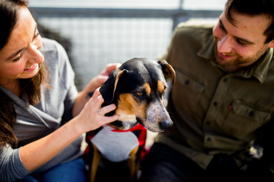 How CBD Can Help Train Dogs