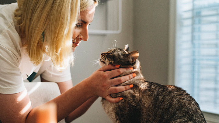 A Guide to Giving Your Cat CBD