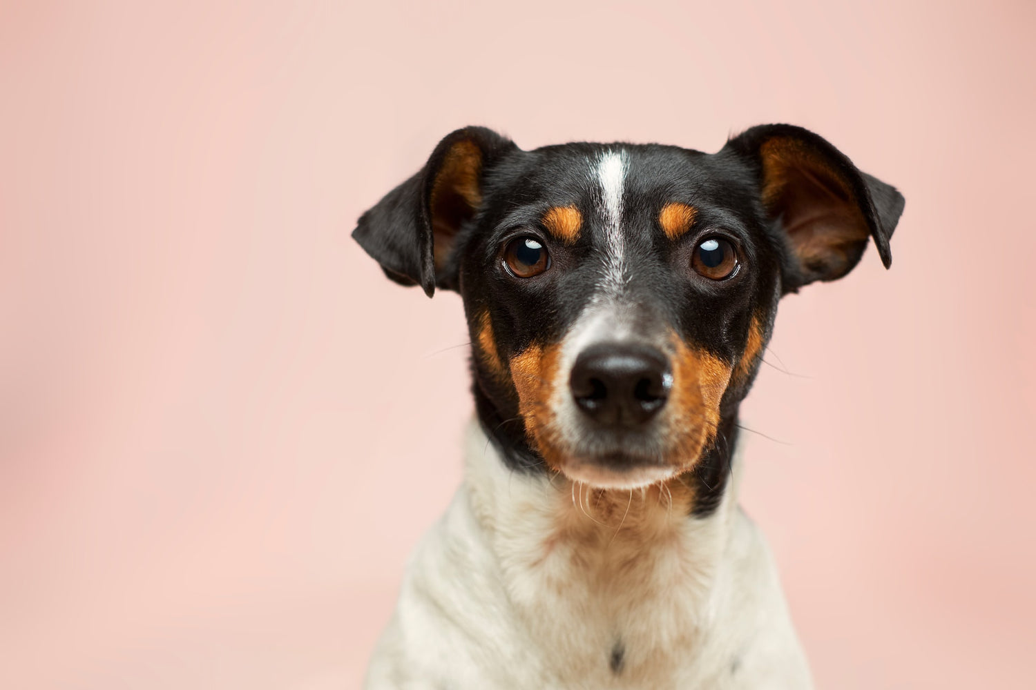 Portrait shot of a Jack Russell Terrier.